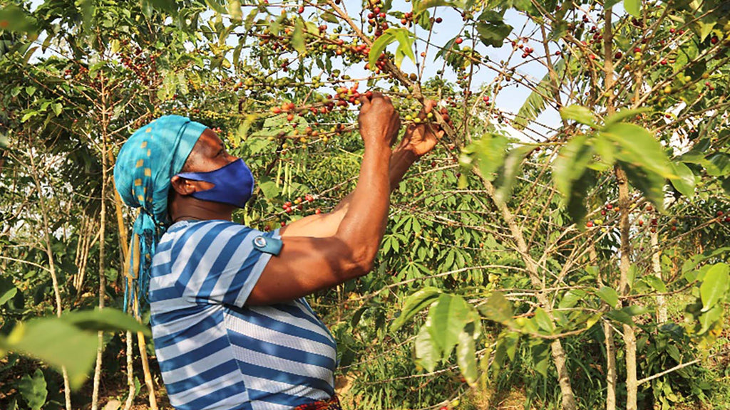 Christine_s_Journey_Picking_Image_2_16-9_1024x1024