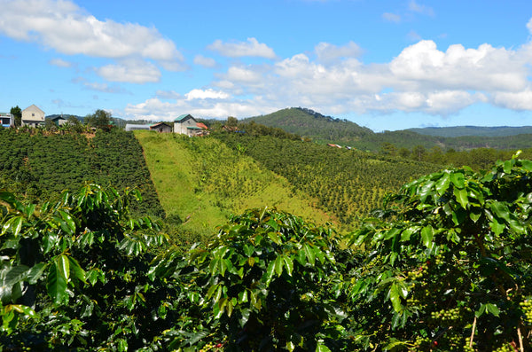 صورة مميزة عن فيتنام