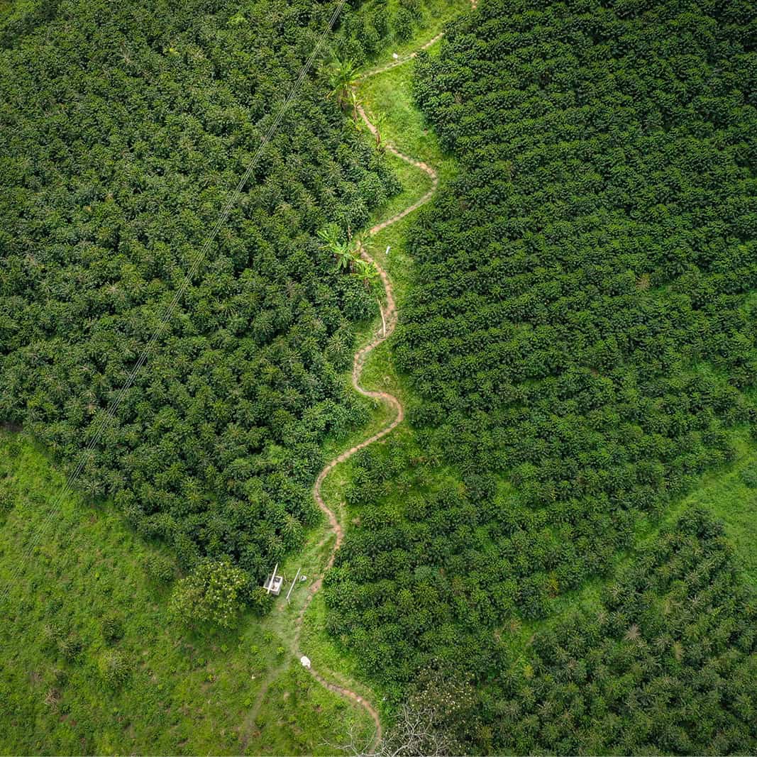 RealRoots-other_800 x 8002