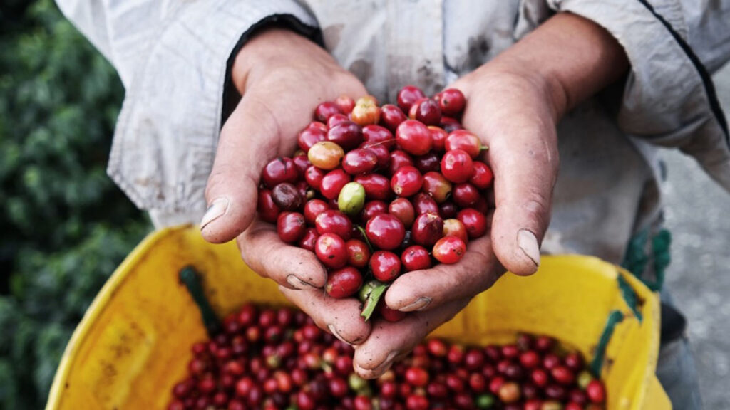 cafeicultor segurando cerejas de café