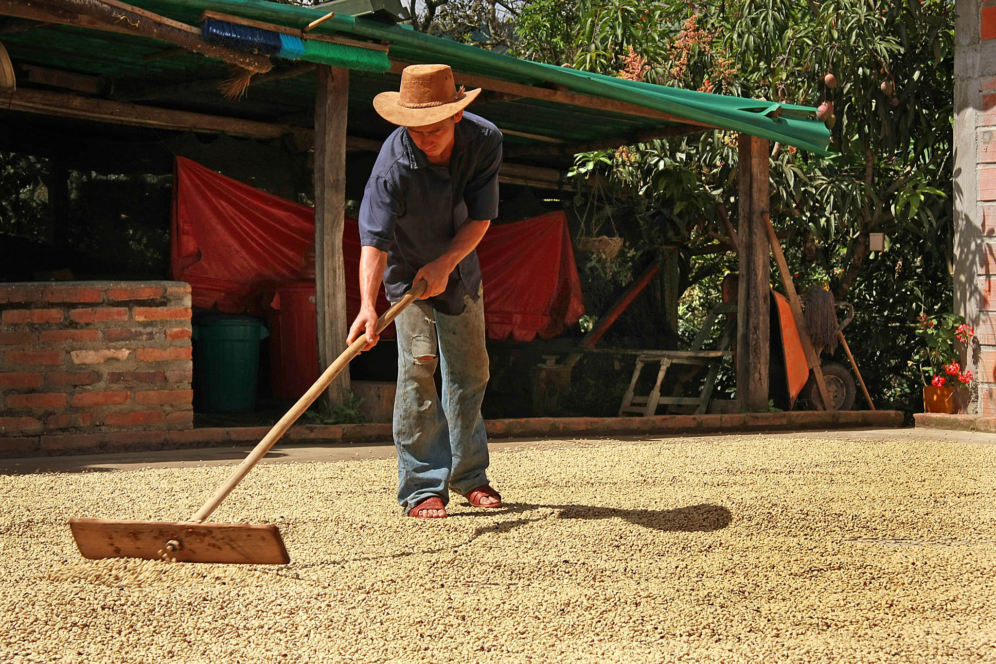 man raking harvested coffee beans